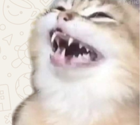 Gato bufando enseñando los dientes